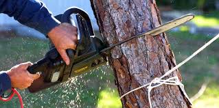 How Our Tree Care Process Works  in Freeman, SD