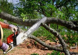 Best Tree Removal  in Freeman, SD